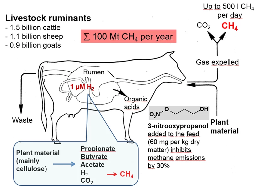 When added to cattle feed, Bovaer inhibits an enzyme in the gut microbes responsible for methane production. This stops the conversion of hydrogen and CO₂ into methane, reducing emissions at the source.