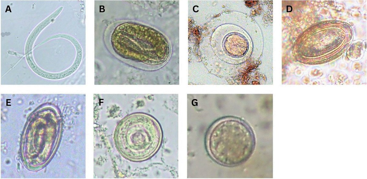 New article: Gastrointestinal Parasites in Wild Capuchins (Cebus imitator): Insights From Morphology, Infection Patterns, and Progress in Molecular Identification by Megan C. Henriquez and colleagues. Free to read rdcu.be/d2lQW