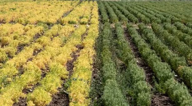 Global Plant Council (@gpc_enespanol) on Twitter photo Una nueva pieza en el rompecabezas de la alubia: se publica la secuencia actualizada del genoma buff.ly/3ZxWYbf via <a href="/JohnInnesCentre/">John Innes Centre</a> #PlantScience Una nueva pieza en el rompecabezas de la alubia: se publica la secuencia actualizada del genoma buff.ly/3ZxWYbf via <a href="/JohnInnesCentre/">John Innes Centre</a> #PlantScience