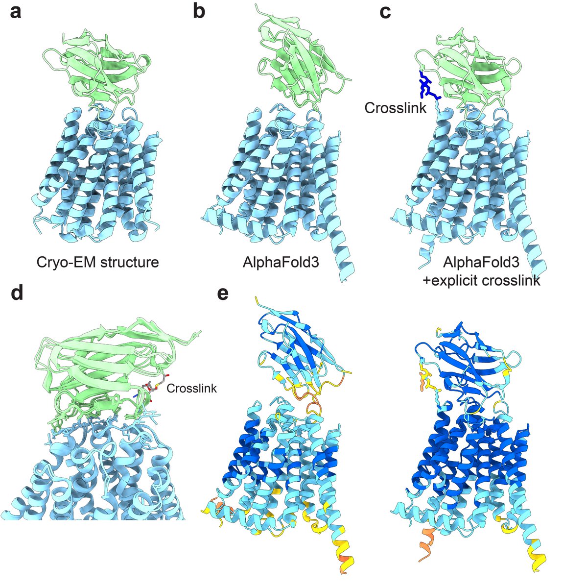 Jan Kosinski (@jankosinski) on Twitter photo Crosslinks can sometimes improve AlphaFold3 models. Crosslinking is an experimental method often used as a source of distance restraints in modeling. In AlphaFold3, instead of using restraints, crosslinks can be included as covalent ligands. Thanks to <a href="/aobarska/">Agnieszka Obarska</a> for the idea. Crosslinks can sometimes improve AlphaFold3 models. Crosslinking is an experimental method often used as a source of distance restraints in modeling. In AlphaFold3, instead of using restraints, crosslinks can be included as covalent ligands. Thanks to <a href="/aobarska/">Agnieszka Obarska</a> for the idea.