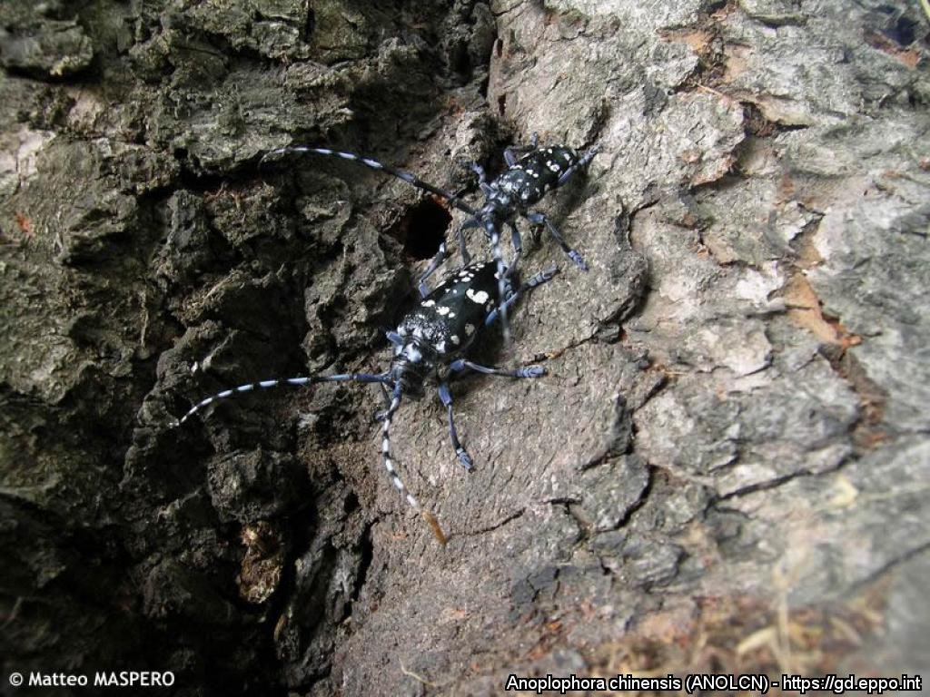 #4 The foliage is now finished, it's the perfect moment to check our trees, observing the condition of the bark notice symptoms of a possible pest, such as the #CitrusLongHornedBeetle (CLB) frass and holes at the root base or #AsianLonghornedBeetle (ALB) holes high on the crown.