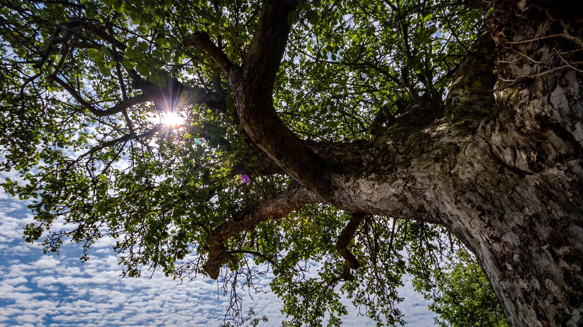 Bonkers Busway Cambs News tweet media