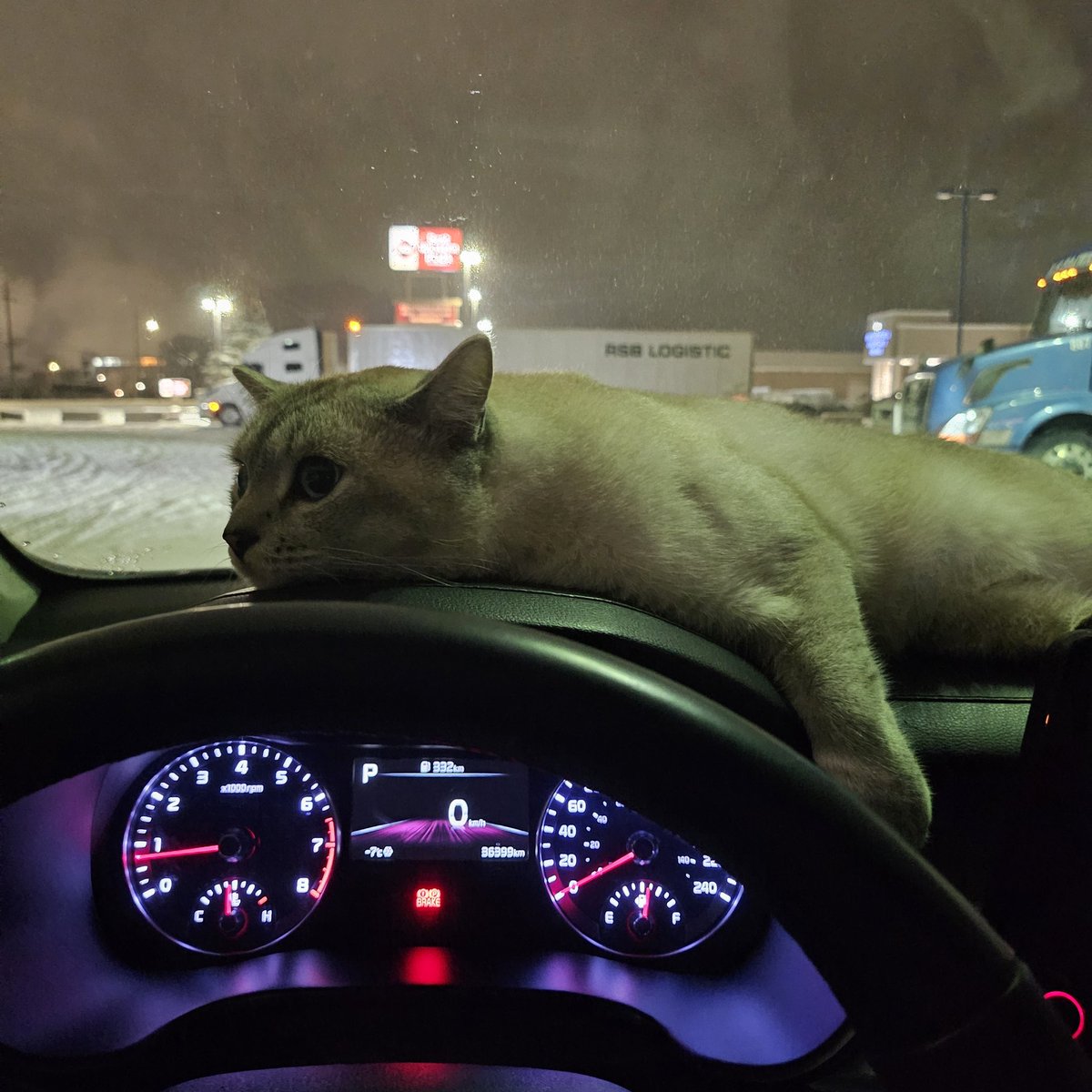 Thanks to the snowfall, the hooman couldn’t find a spot at the motel, so now we’re living the ‘cozy’ life together. Who needs personal space anyway? #Ponchik