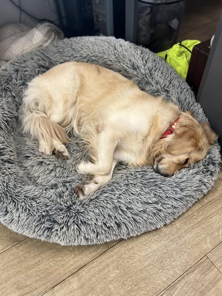 SiennaHosta's tweet photo. Lazy day for these two, what a life! 🐾😴
#cosycompanions #petslife #lazydaygoals https://t.co/5ad8I10072