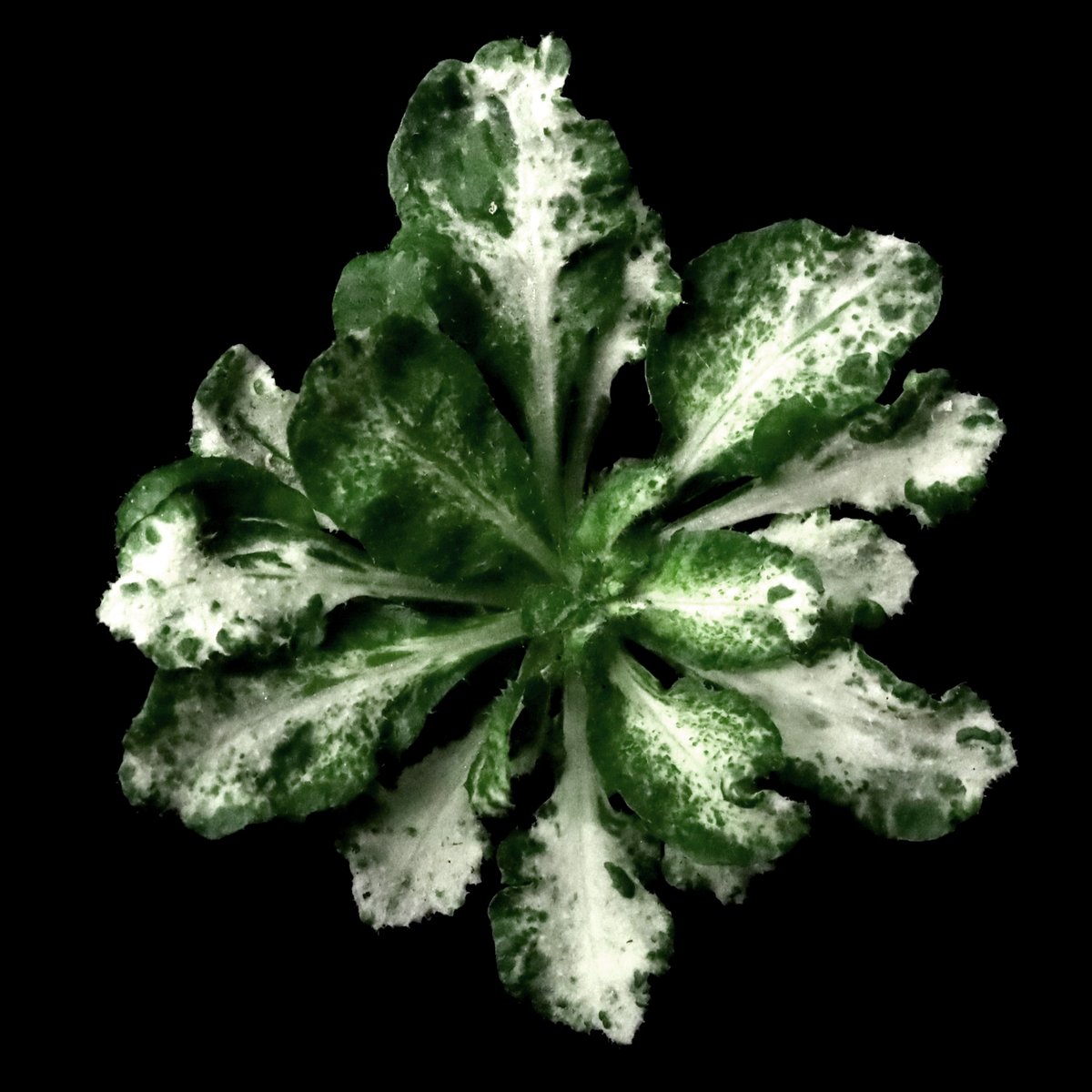 My second favorite mutation in A. thaliana goes to immutans 🌱

We’ve all seen variegation—the striking appearance of different colors in plant parts, often forming fascinating patterns. While several A. thaliana mutants show variegation, immutans is unique… 🧵