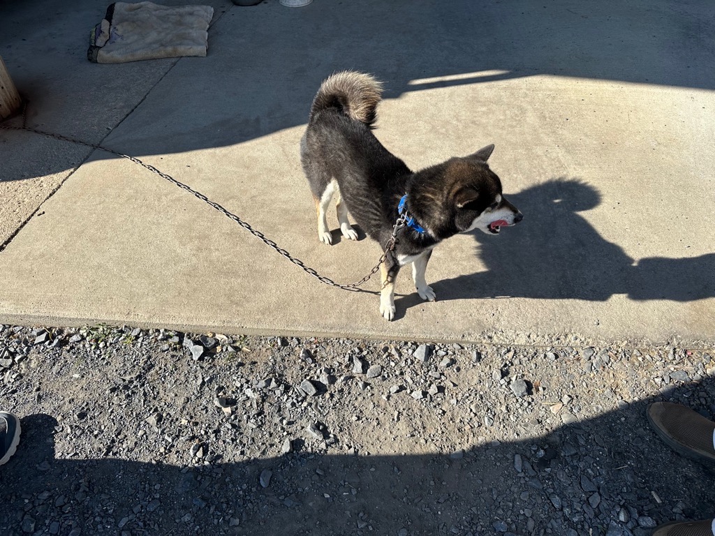 【犬を保護しています🐶】
片野地区で12月2日夜に犬が保護されました。柴犬・黒色・青い首輪をつけています。おとなしい子です。心当たりのある方は、生活環境課（☎️23-7301）までご連絡ください。