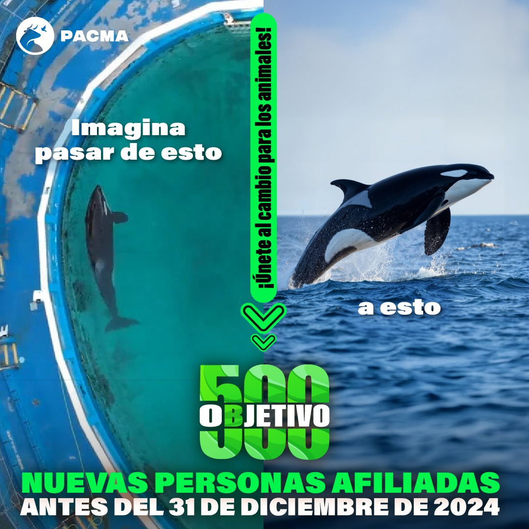 🐋El pasado 22 de noviembre Keto, la orca más longeva del Loro Parque tinerfeño, falleció después de 18 años de encarcelamiento y explotación en la isla.

💚Con tu afiliación a PACMA, seguiremos luchando por acabar con estas absurdas cárceles de animales que merecen vivir en