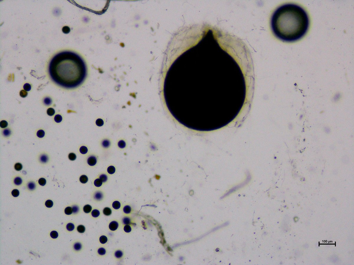 Guillermo 🌿 (@guille_sr24) on Twitter photo Exactly a year ago, I collected Pilularia minuta to cultivate in my lab. I left it at the bottom of the culture chamber, and today, I discovered it had become fertile.
Heterosporous ferns never fail to amaze me! 🌿 Exactly a year ago, I collected Pilularia minuta to cultivate in my lab. I left it at the bottom of the culture chamber, and today, I discovered it had become fertile.
Heterosporous ferns never fail to amaze me! 🌿
