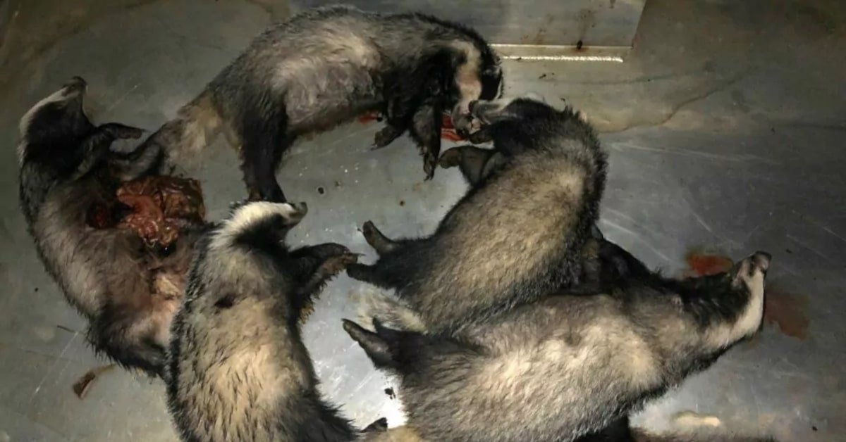ProtectTheWild_'s tweet photo. The badger cull is not just cruel—it’s an assault on UK wildlife. We must act nowQ

Sign our new government petition today:
👉 https://t.co/cElDJPaQLR https://t.co/hl6PQublGv