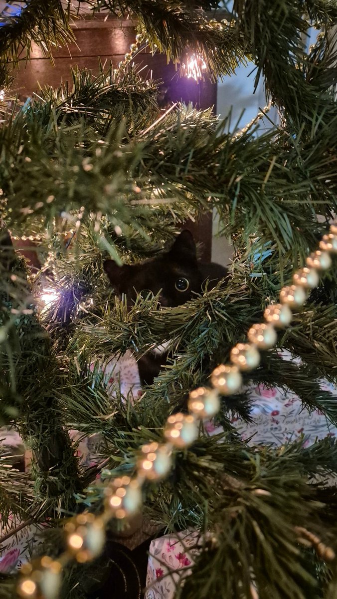 abrokegamedev's tweet image. Getting into the Christmas spirit with da cat
