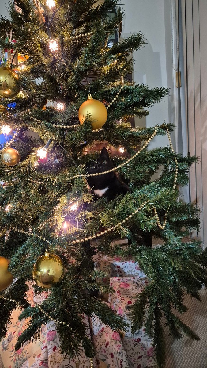 abrokegamedev's tweet image. Getting into the Christmas spirit with da cat