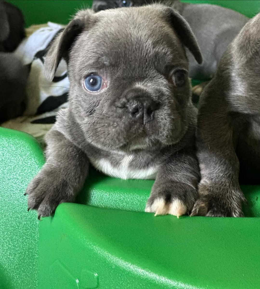 Frenchie Owners tweet media