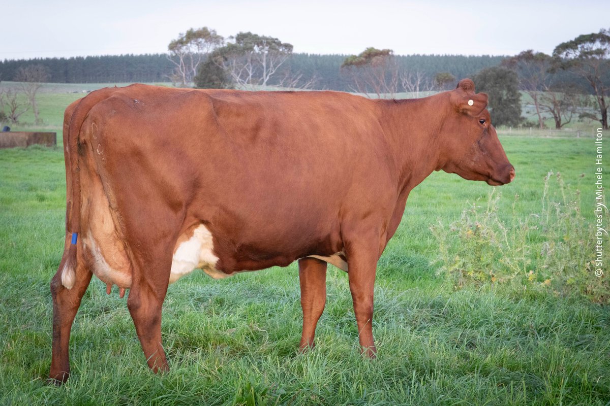 ShutterbytesMH's tweet photo. We're pleased to be achieving well across 2 separate red dairy breeds.

In Dec ABVs our @aussieredcows achieved #2 for SI, #5 for BPI, &amp; #8 for HWI.

We also learned that our cows sired by Illawarra bulls topped the rankings for all of BPI, HWI, and SI for the Illawarra breed! https://t.co/BNuUmEIQkd
