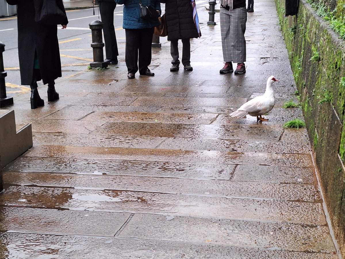 vozdesantiago's tweet photo. #EstáPasando [10.35] | Un pato de paseo por Virxe da Cerca sorprende a quienes se cruzaron con él. La Policía Local recibió varias llamadas. No se sabe cómo llegó a la céntrica calle. https://t.co/dekpsX9c1C