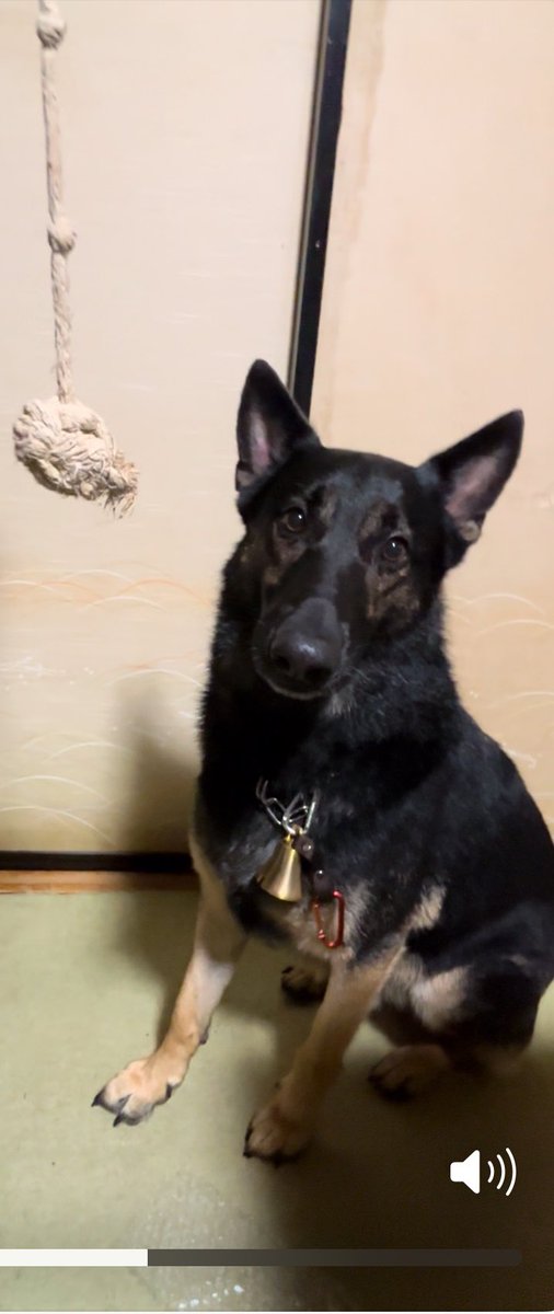 【探しています、拡散シェア希望】

2024.12.2（月）18時過ぎ散歩の途中に
わが家の愛犬JOE（ジョー）君が、居なくなりました。
場所は日光市野口〜和泉辺りです。

未だに見つかっていません😭

大型犬のシェパード（黒色）緑の首輪、体に黒色のハーネスをしています。全長130センチくらいです。