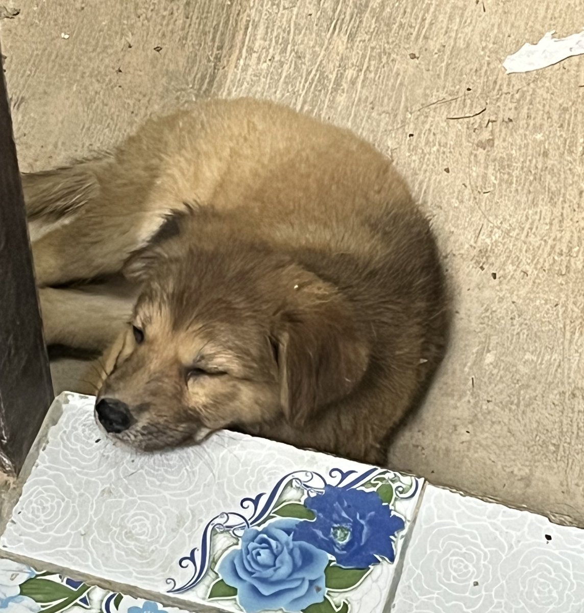 มีหมาหามีแมวไม่ 🐾 tweet media