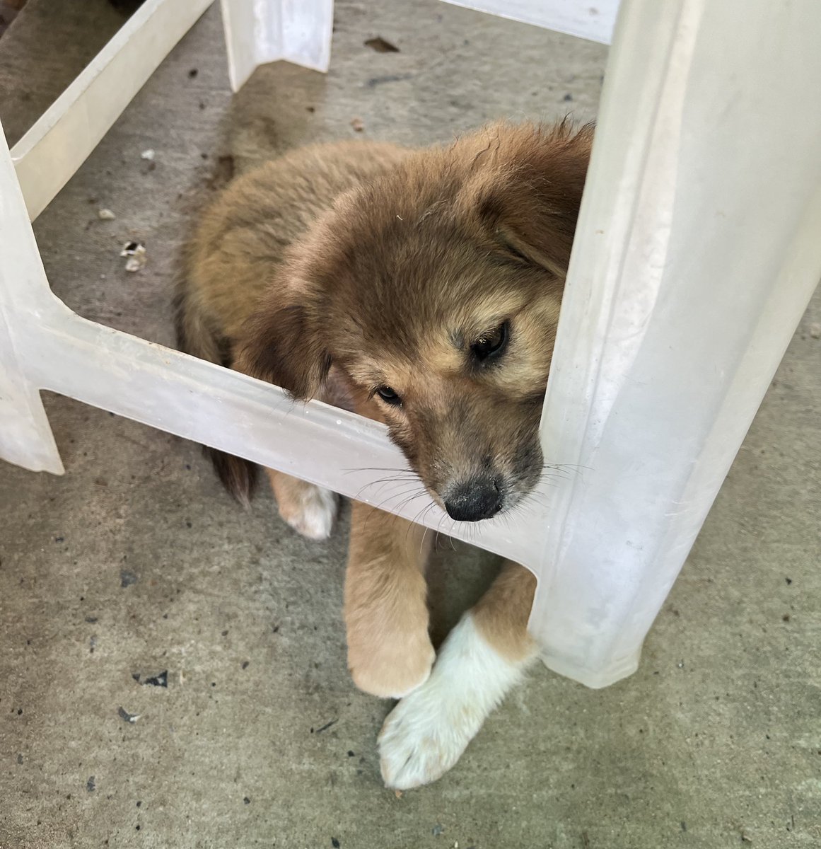 มีหมาหามีแมวไม่ 🐾 tweet media