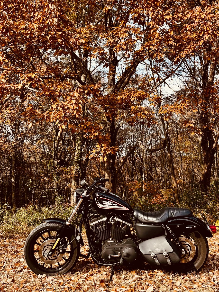 dice503's tweet photo. Japan goes from autumn to winter... https://t.co/qoo7L1rqlr