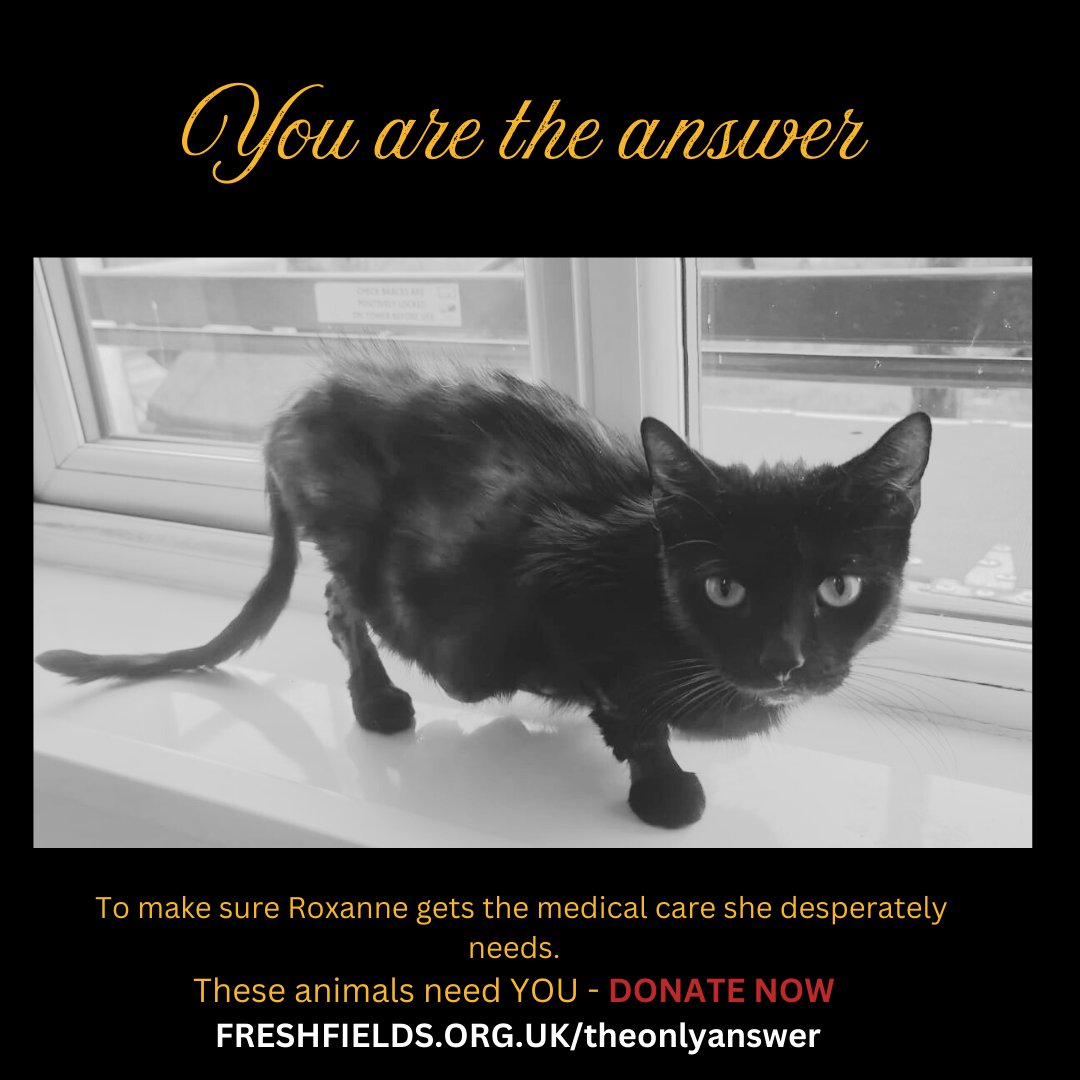LpoolChamber's tweet image. #12DaysOfCharities

This Christmas, @Freshfieldsresc asks for your help to protect vulnerable animals ❤️.

Many animals face life-threatening challenges. Your support provides them safety, warmth, and love.

See the charities impact and donate today 👇

liverpoolchamber.org.uk/news/2024/12/y…