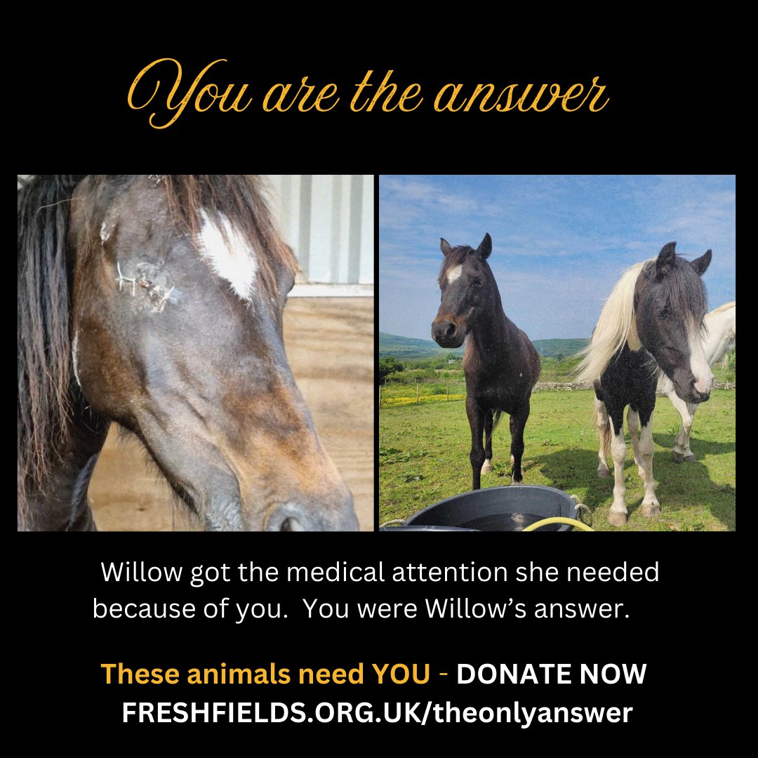 LpoolChamber's tweet image. #12DaysOfCharities

This Christmas, @Freshfieldsresc asks for your help to protect vulnerable animals ❤️.

Many animals face life-threatening challenges. Your support provides them safety, warmth, and love.

See the charities impact and donate today 👇

liverpoolchamber.org.uk/news/2024/12/y…
