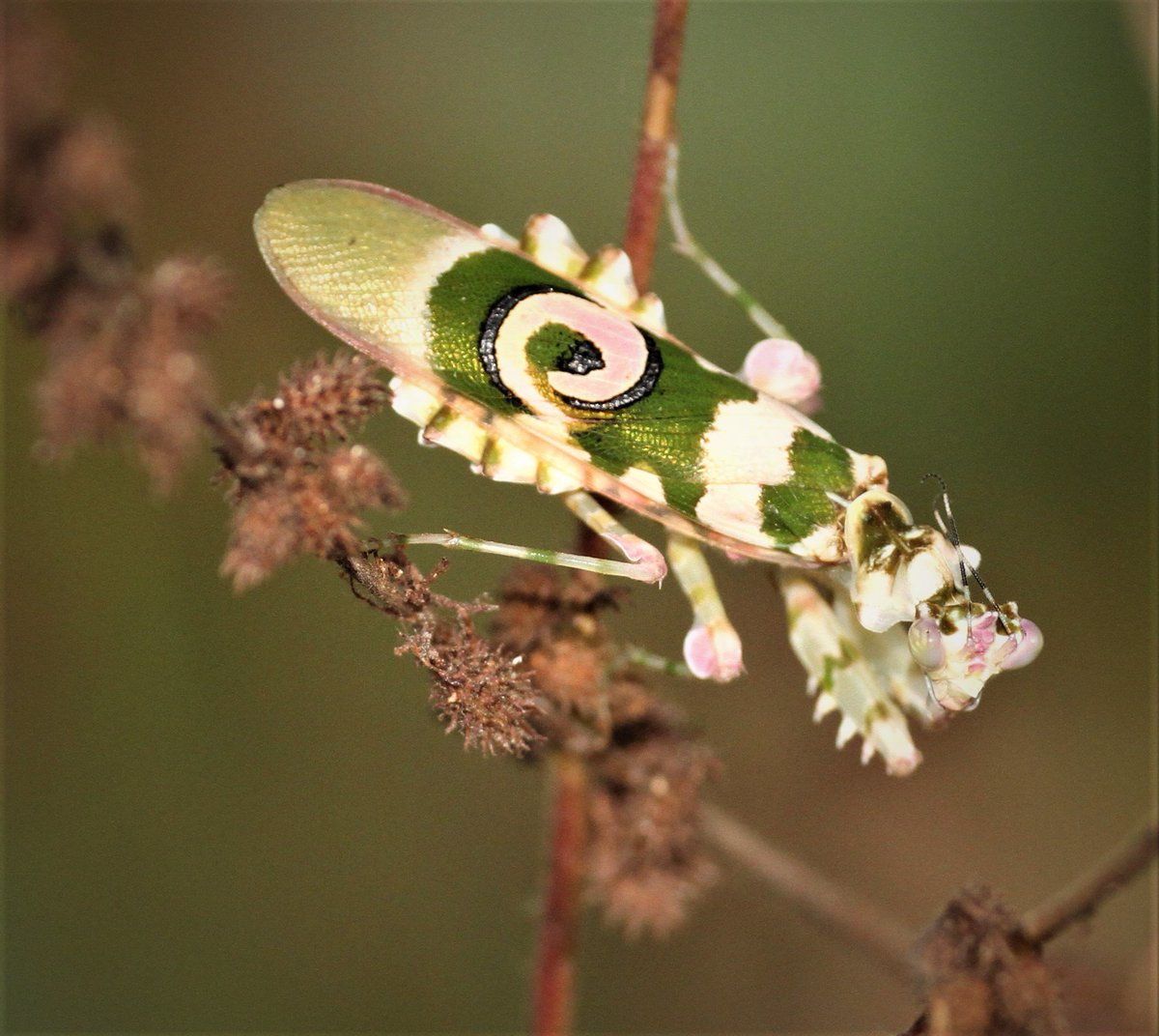 Pseudocreobotra sp.  Flower mantid. Pirang forest. The Gambia.