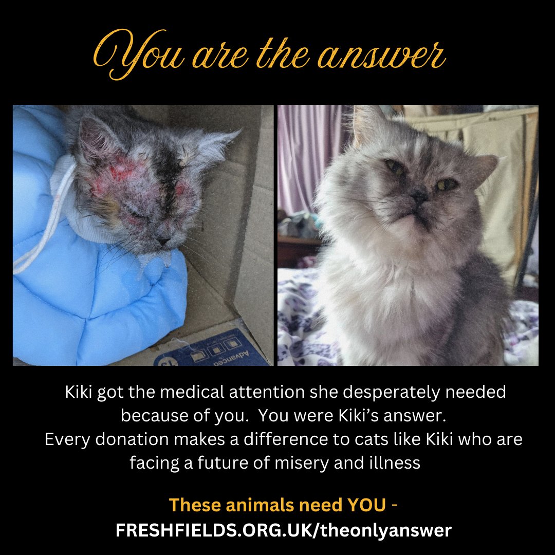 LpoolChamber's tweet image. #12DaysOfCharities

This Christmas, @Freshfieldsresc asks for your help to protect vulnerable animals ❤️.

Many animals face life-threatening challenges. Your support provides them safety, warmth, and love.

See the charities impact and donate today 👇

liverpoolchamber.org.uk/news/2024/12/y…