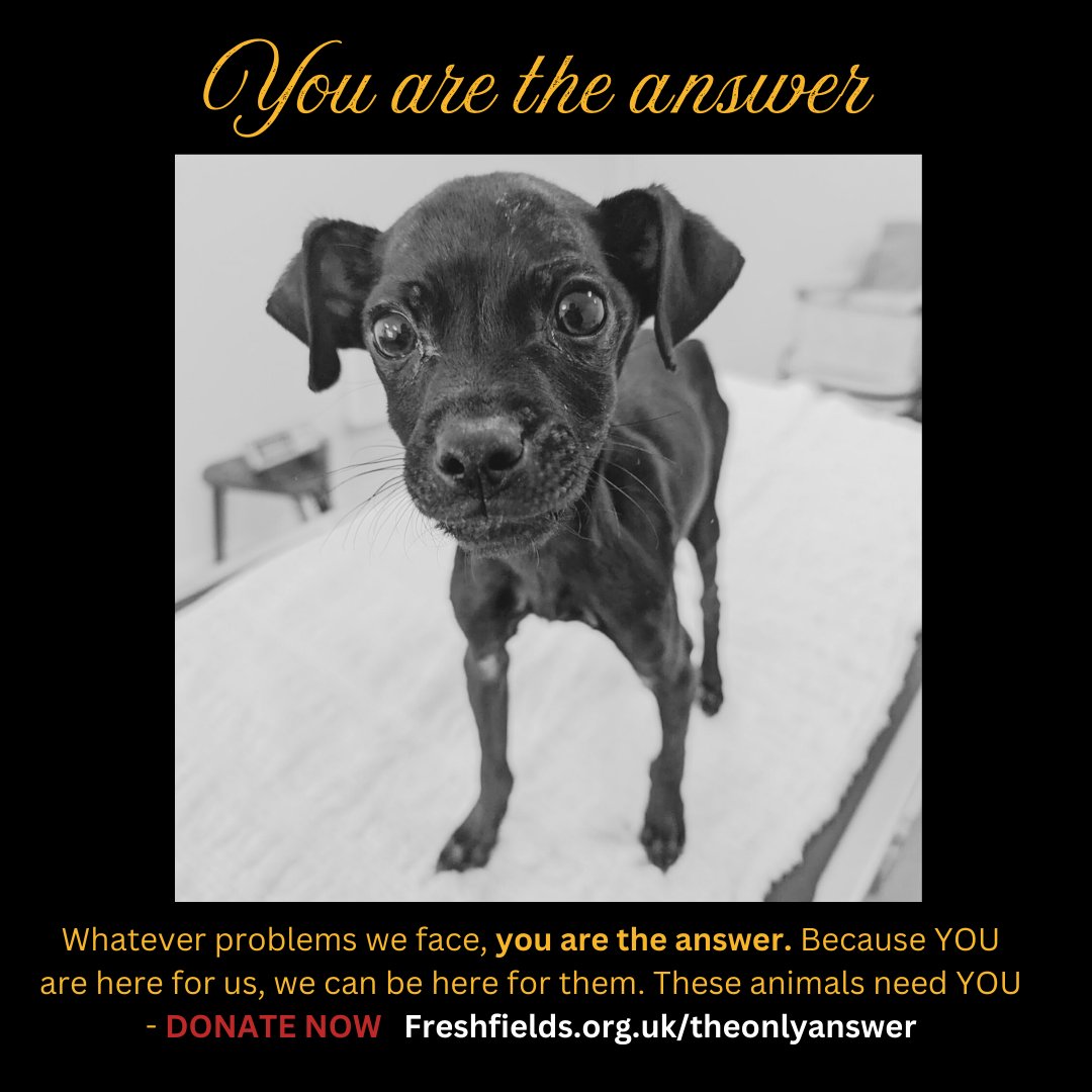 Liverpool Chamber (@lpoolchamber) on Twitter photo #12DaysOfCharities
This Christmas, <a href="/Freshfieldsresc/">Freshfields</a> asks for your help to protect vulnerable animals ❤️.
Many animals face life-threatening challenges. Your support provides them safety, warmth, and love.
See the charities impact and donate today 👇
liverpoolchamber.org.uk/news/2024/12/y… #12DaysOfCharities
This Christmas, <a href="/Freshfieldsresc/">Freshfields</a> asks for your help to protect vulnerable animals ❤️.
Many animals face life-threatening challenges. Your support provides them safety, warmth, and love.
See the charities impact and donate today 👇
liverpoolchamber.org.uk/news/2024/12/y…