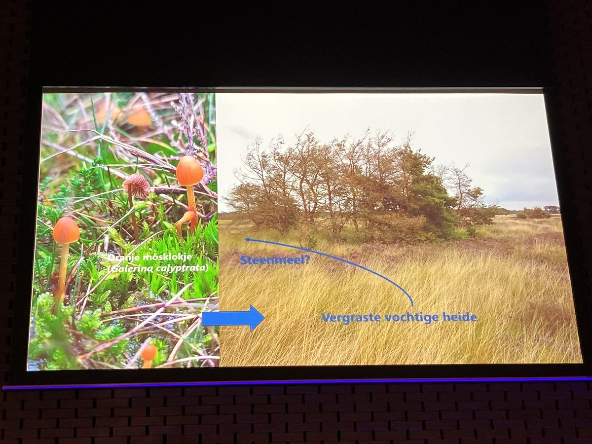 De Brabantse natuurbodems zijn verzuurd en bevatten te veel stikstof. Emiel Brouwer pleit voor meer kennis over het voorkomen van paddestoelen om te meten hoe het bodems gaat en welke herstelmaatregelen werken. #BioBra2024