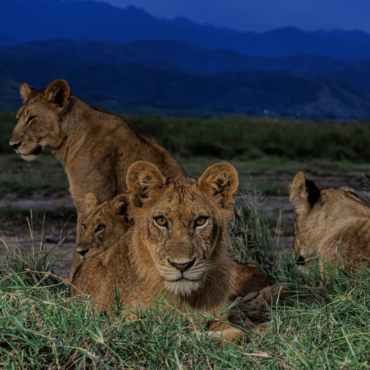 Alex Braczkowski tweet media