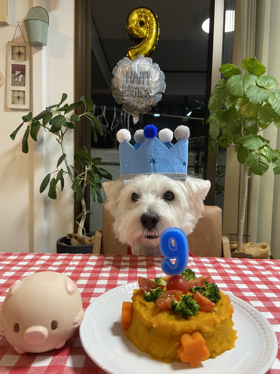 無事9才のお誕生日を迎えることが出来ました🎂
これからもずっと一緒にいようね💕︎