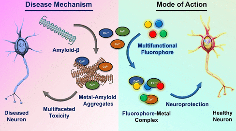 Recent advances in multifunctional fluorescent probes offer promising approaches for diagnosing and treating Alzheimer’s disease by targeting Aβ, metal interactions, and oxidative stress, addressing its multifaceted toxicity.

doi.org/10.1021/accoun…