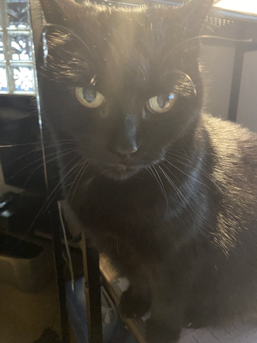 juanitafan's tweet photo. #whiskerswednesday pic of Missy on my desk as I WFH. Who can say no to that face ๐น๐น๐น #panfursquad #CatsOfX #blackcatrules https://t.co/9PZCbZJ8sg