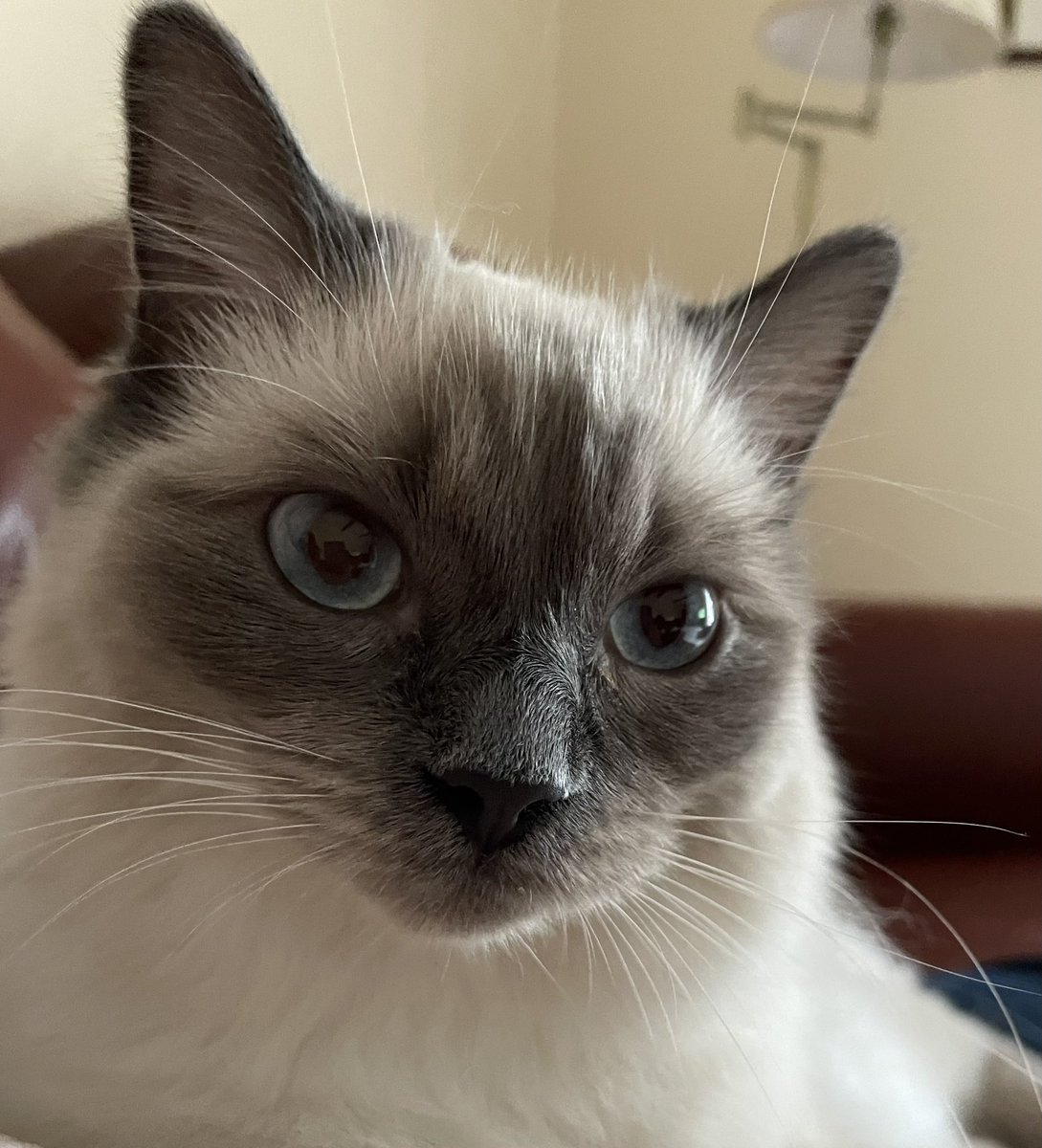 Quiet morning to catch up on flu vaccinations until the clawed, hairy hand of a timewaster appeared!