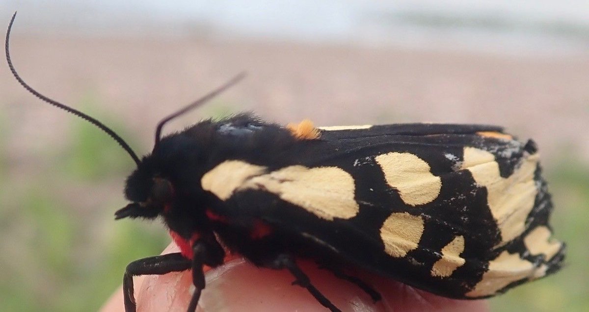 Field Studies Council tweet media