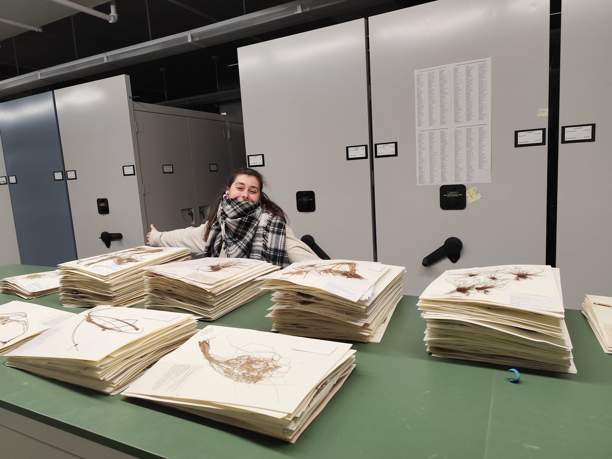 AnaM_sp_'s tweet image. Such productive weeks revising New York and Harvard herbaria! We have found hundreds of Cyperaceae species to add to the iSedge project from @TETTRIsEU