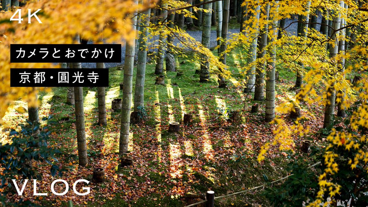 Aki_for_fun's tweet image. YouTube更新しました！

京都・圓光寺の秋の特別拝観に行ってきた！【カメラとお出かけ】 #vlog #4k #osmopocket3 #gr3 #eosr 

youtu.be/oeZUYokYqso?si…