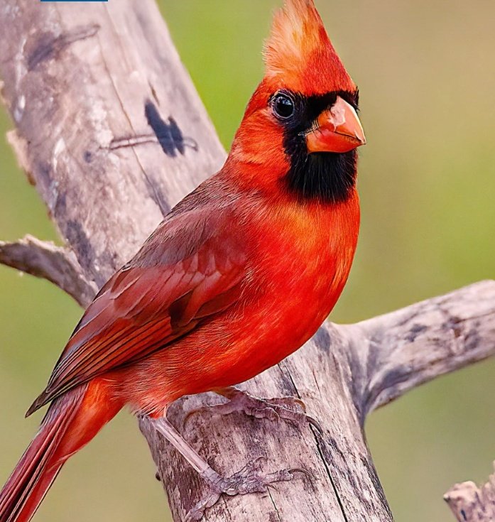 iShez99's tweet image. Ten Stunning Red Animals and Their Beauty in Nature
1. Scarlet Macaw
A vibrant brushstroke of red soaring through the tropical skies."*
2. Red Panda
The forest’s playful fireball, cuddly yet elusive.
3. Cardinal Bird
A flame of crimson in the stillness of snowy…