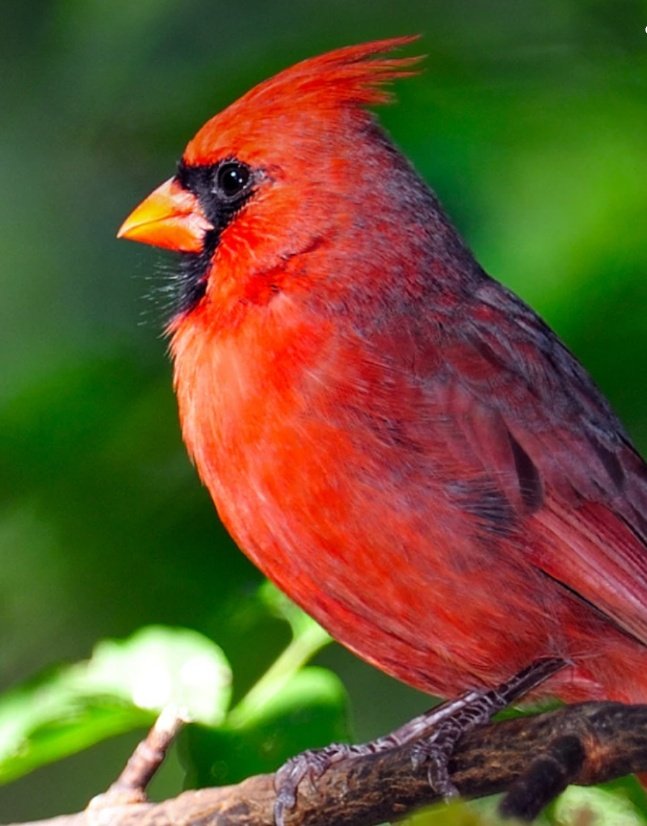 Ten Stunning Red Animals and Their Beauty in Nature  

1. Scarlet Macaw  
   A vibrant brushstroke of red soaring through the tropical skies."*

2. Red Panda 
   The forest’s playful fireball, cuddly yet elusive.

3. Cardinal Bird  
   A flame of crimson in the stillness of snowy