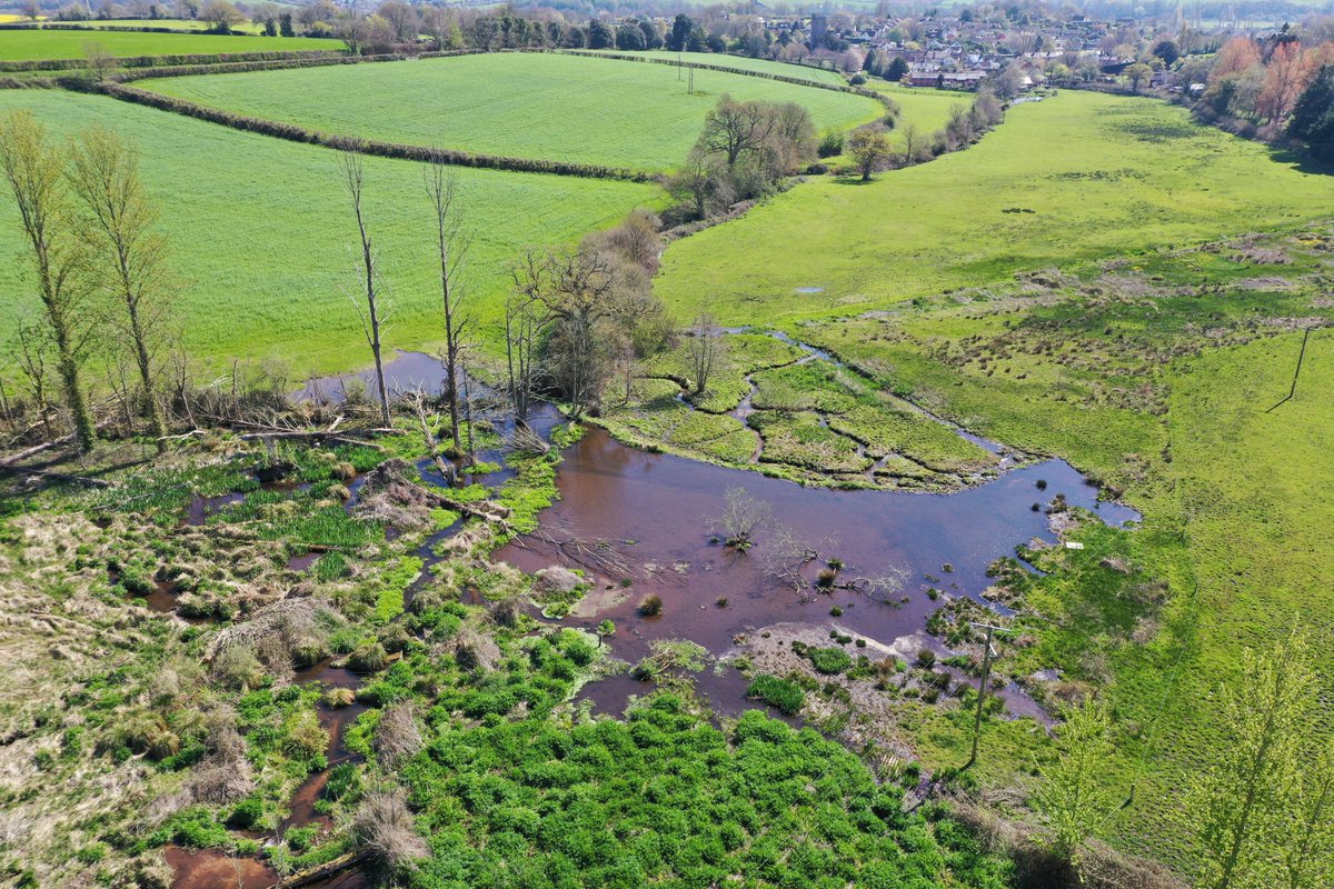 Beaver Trust (@beavertrust) on Twitter photo In the face of climate change, we need all the help we can get!
This aerial of <a href="/ClintonDevon/">ClintonDevonEstates</a> shows beaver dams slowing the flow, soaking water into the land & reducing flood risk.
Donate to our <a href="/BigGive/">Big Give</a> appeal to help build more resilient landscapes 👇
donate.biggive.org/campaign/a0569… In the face of climate change, we need all the help we can get!
This aerial of <a href="/ClintonDevon/">ClintonDevonEstates</a> shows beaver dams slowing the flow, soaking water into the land & reducing flood risk.
Donate to our <a href="/BigGive/">Big Give</a> appeal to help build more resilient landscapes 👇
donate.biggive.org/campaign/a0569…