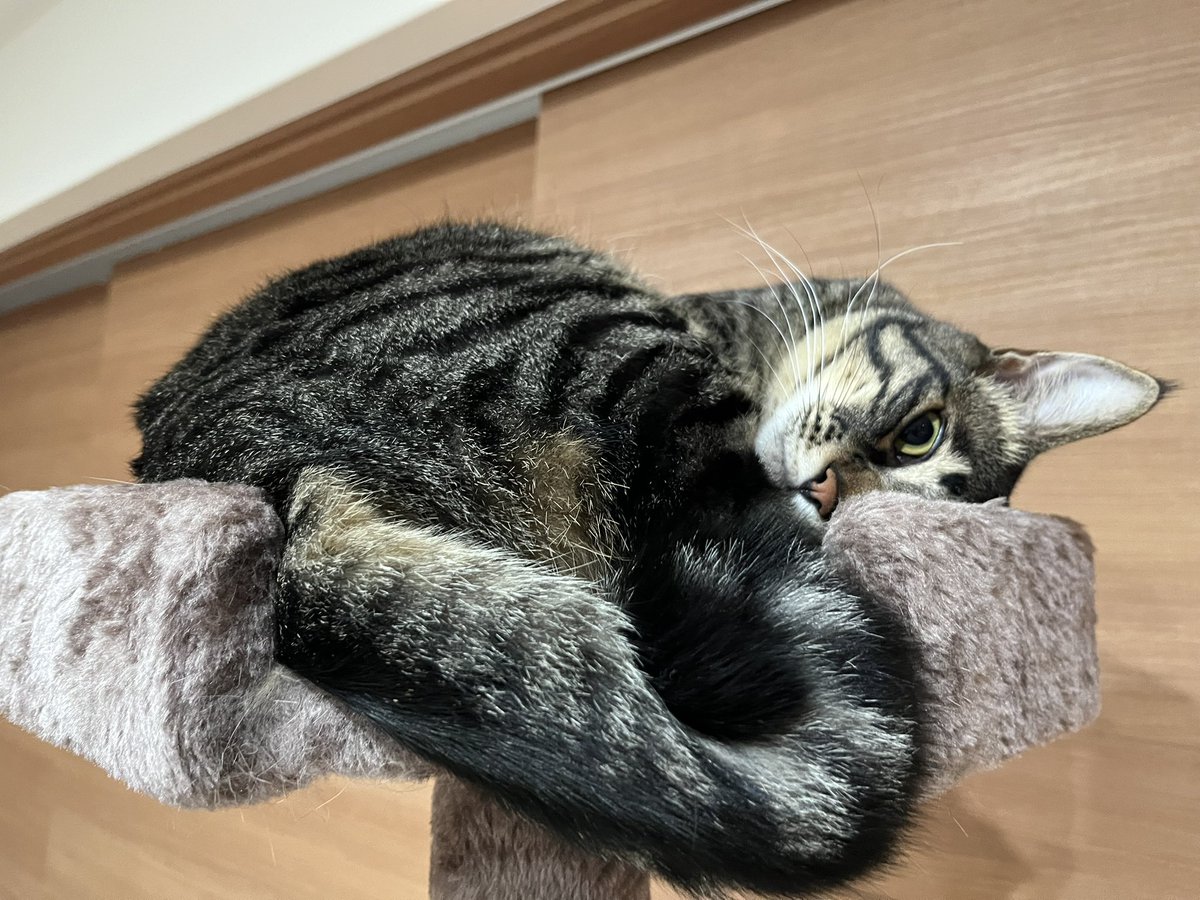 猫【ジェイくん】を探しています
釧路も雪が降りました😔
早く見つけてあげたいです…
情報をお願いします🙇‍♀️
#猫探しています#釧路