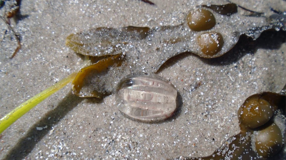 SaskiadeRM's tweet image. The latest @paperboatswrite zine, edited by @CharltonLeonie and @karenlloydwrite is out! And I have a little sea gooseberry inside...paperboats.org/category/zines…