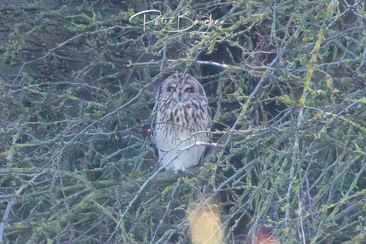 Peter Baughan tweet media