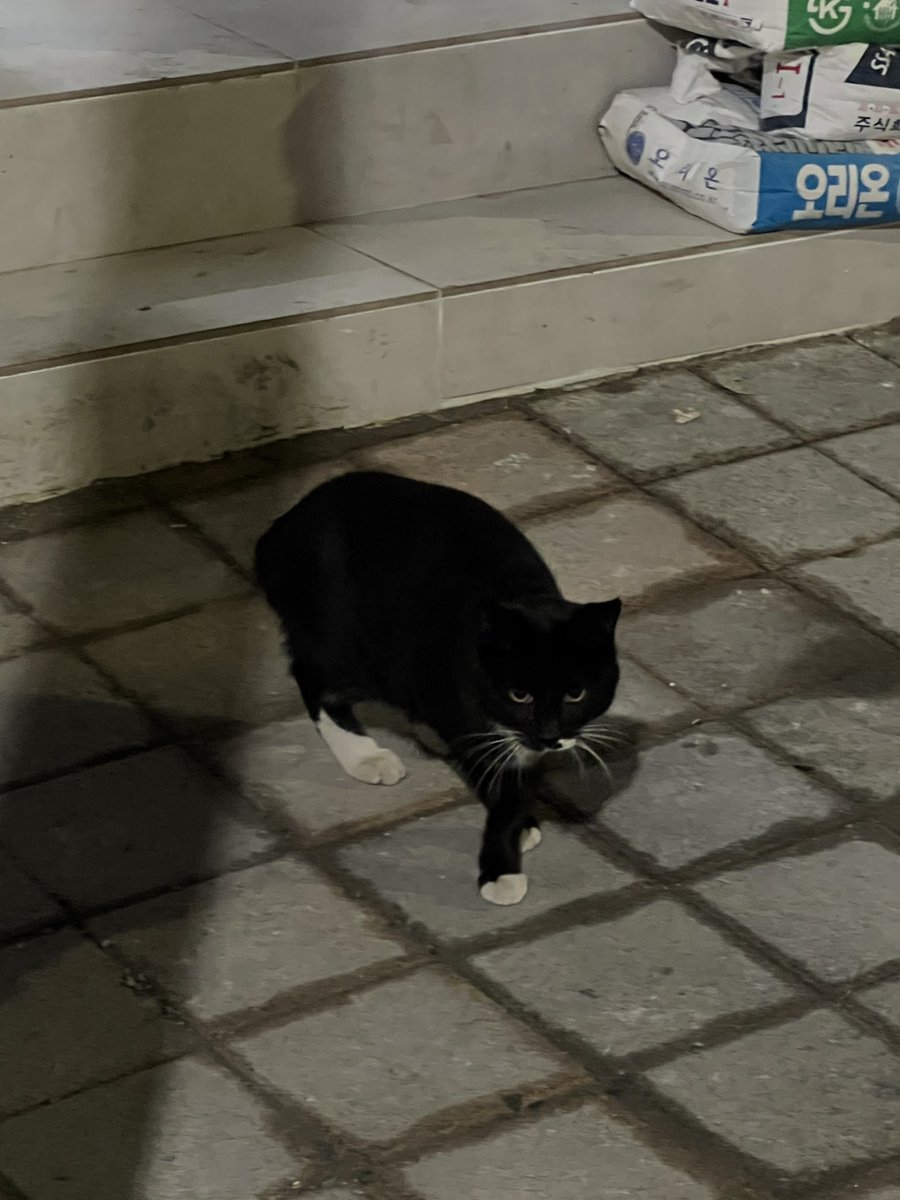 whiteperv's tweet photo. 피드를 정리했다. 
자주보는 고양이 https://t.co/7gnsUnMRCD