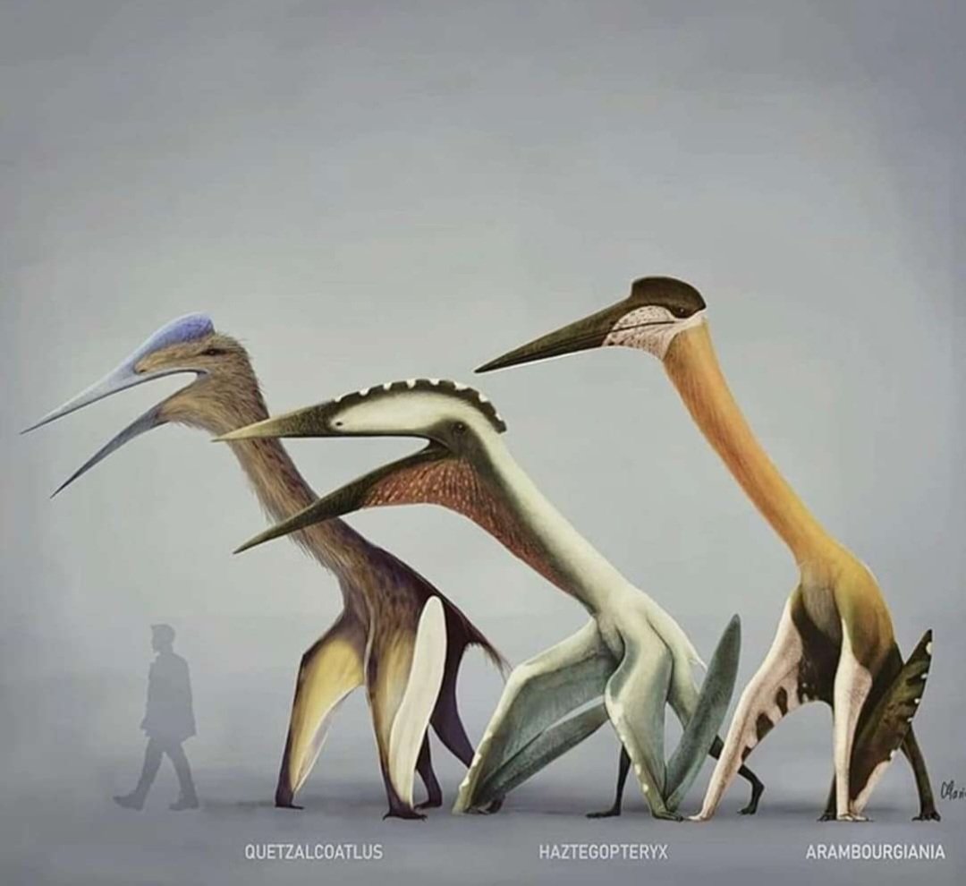 🔞Wren! tweet media