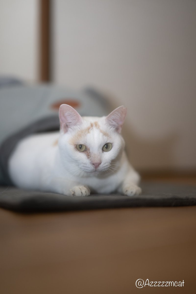 Azzzzzmcat's tweet image. いつも新しい機材買ったらテストにつきあってくれる、うちの子。

#Nikonz9
#Nikon
#ﾅﾅｺｻﾝ
#保護猫