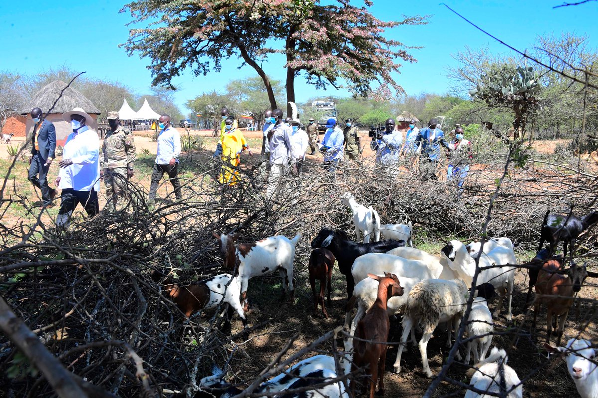 olivia_nandi's tweet image. "Raiding won’t make you wealthy; peace and hard work will." President @KagutaMuseveni  commends the Karamoja people for choosing prosperity over outdated practices.  @NRMOnline  @GCICUganda  @GovUganda  @StateHouseUg 
#PeaceForProgress #NRMSecretariatWorks  #NRMManifestoWeek2024