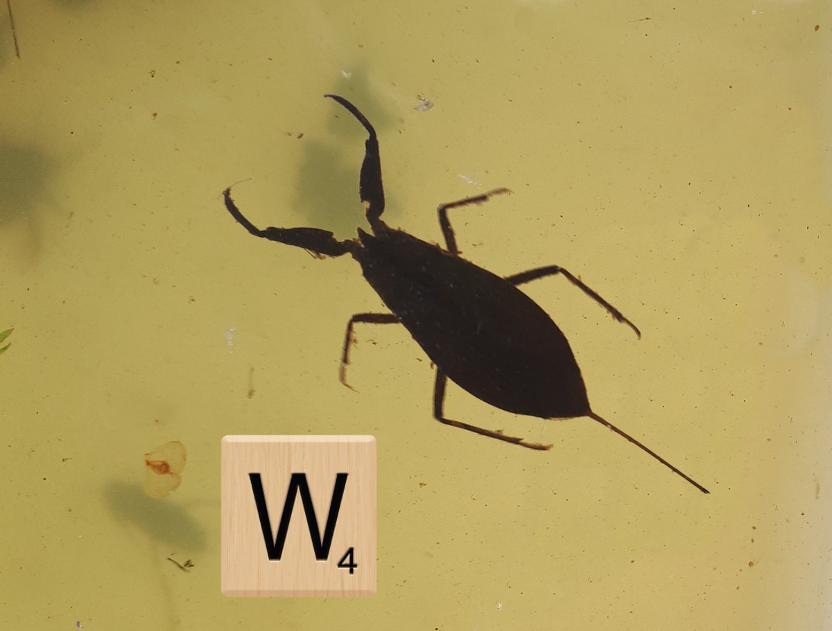 De W van Waterschorpioen. Het is een wants maar lijkt door zijn vangpoten op een schorpioen. Soorten herkennen is soorten beschermen #natuuranalfabetisme. Te vinden in veel stilstaande wateren tussen de planten, meestal aan de oever @wddommel 
dommel.nl/herken-jij-de-…