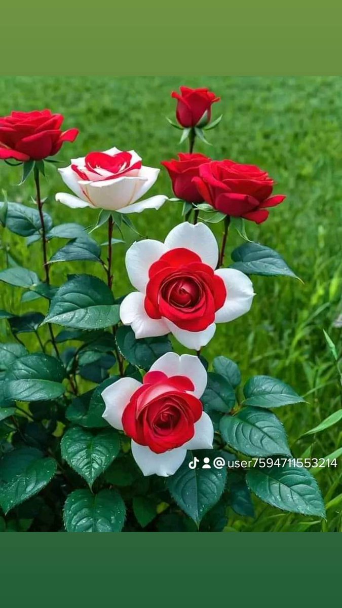 يسعد صباحكم بكل خير وسعاده