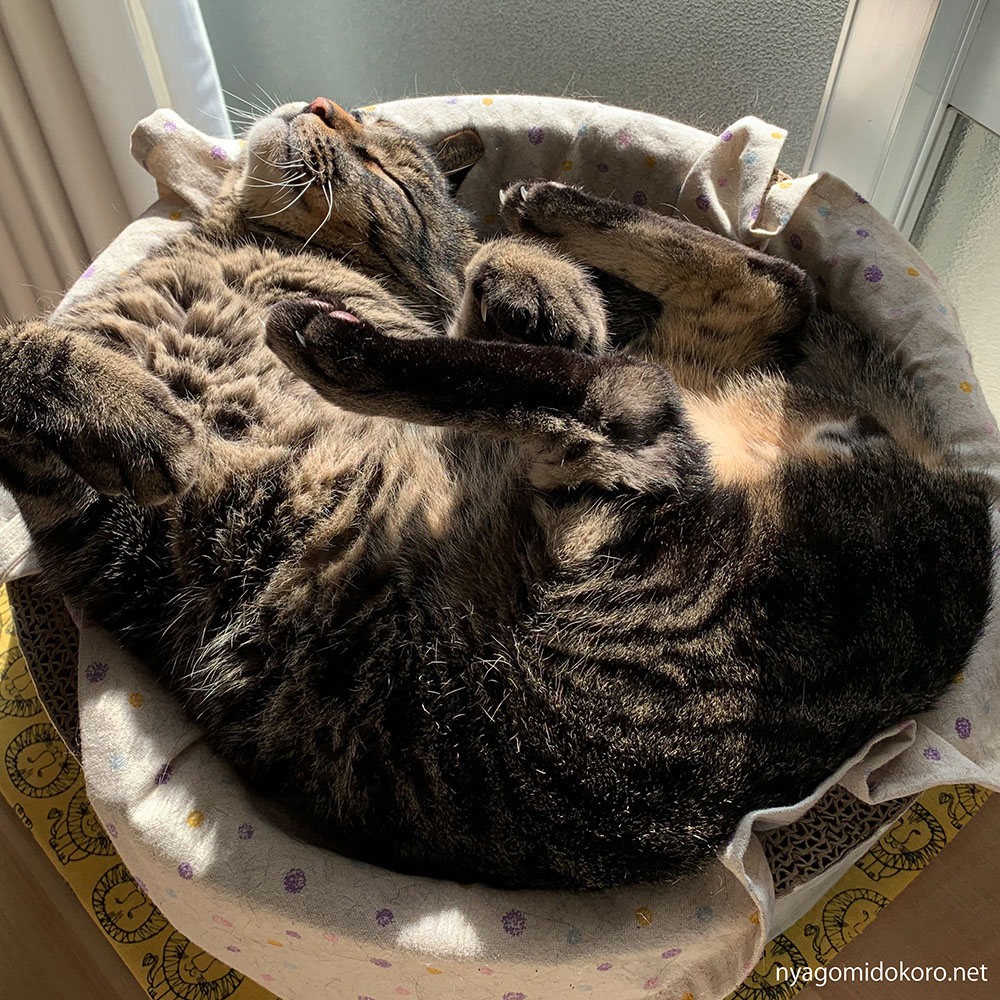 nyagomidokoro's tweet photo. ひなたぼっこ☀
ふわふわなお腹がたまらない💕

来週、猫キッカーの販売を予定しています。
カートをオープンしたら、お知らせいたします！

12月が皆様にとって、素敵なクリスマスシーズンとなりますように🎄

#sunbathingcat #猫好きさんとつながりたい https://t.co/TocCzdpeYF