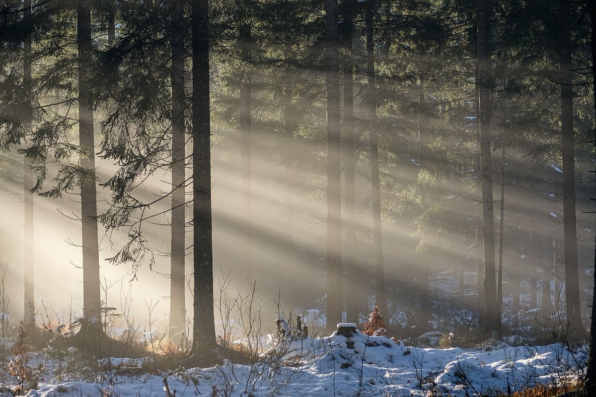 meto_ry's tweet photo. Meto ja Yksityismetsätalouden Työnantajat ry:n toteavat yhteisessä lehdistötiedotteessaan, että "Metsäalalla työskenteleviin kohdistetut paineet ja kritiikki ovat liikaa". 
Lue lehdistötiedote täältä: https://t.co/mYRBxCyGhc
#metsäasiantuntijat #YT https://t.co/QWTVESrbAF
